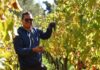 Caminos del Vino: desarrollo, infraestructura y promoción del producto
