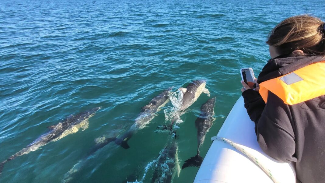 Navegar con delfines