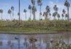 Inauguran una muestra por el 60° aniversario del Parque Nacional El Palmar