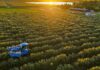 Olivares del sudoeste bonaerense: sabores mediterráneos en Argentina para el mundo
