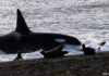Comenzó la Temporada de Orcas en Chubut