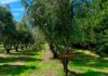 Otoño de cosecha: experiencias entre olivares, sierras y sabores bonaerenses