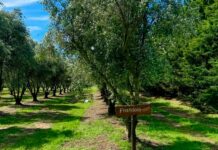 Otoño de cosecha: experiencias entre olivares, sierras y sabores bonaerenses