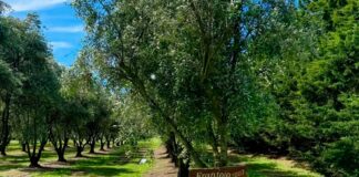 Otoño de cosecha: experiencias entre olivares, sierras y sabores bonaerenses