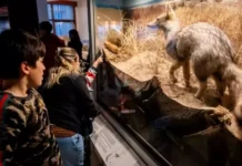 El mes de mayo en el Museo Scaglia de Mar del Plata