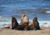 El Gran Escenario del Atlántico: se vive la Temporada de fauna marina en Río Negro