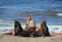 El Gran Escenario del Atlántico: se vive la Temporada de fauna marina en Río Negro
