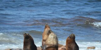 El Gran Escenario del Atlántico: se vive la Temporada de fauna marina en Río Negro
