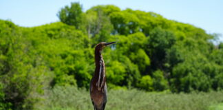 Vacaciones de invierno: actividades gratuitas para disfrutar de la naturaleza en la Ciudad de Buenos Aires