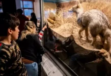 El Museo Scaglia de Mar del Plata presenta sus actividades de julio