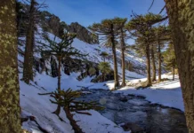 Entre nieve y pehuenes: la Cascada Escondida, uno de los imperdibles del invierno en Neuquén