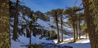 Entre nieve y pehuenes: la Cascada Escondida, uno de los imperdibles del invierno en Neuquén