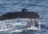 Río Negro inauguró la Temporada de Fauna Marina del Golfo