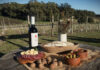 Vinos y olivares: las experiencias que propone la provincia de Buenos Aires en septiembre