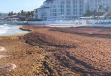 El avance del sargazo complica la planificación turística en el Caribe mexicano Sargazo Caribe Mexicano