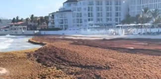 El avance del sargazo complica la planificación turística en el Caribe mexicano Sargazo Caribe Mexicano