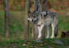 ¿Qué hacer si te cruzás con un lobo en Dinamarca? La insólita advertencia para turistas lobo dinamarca