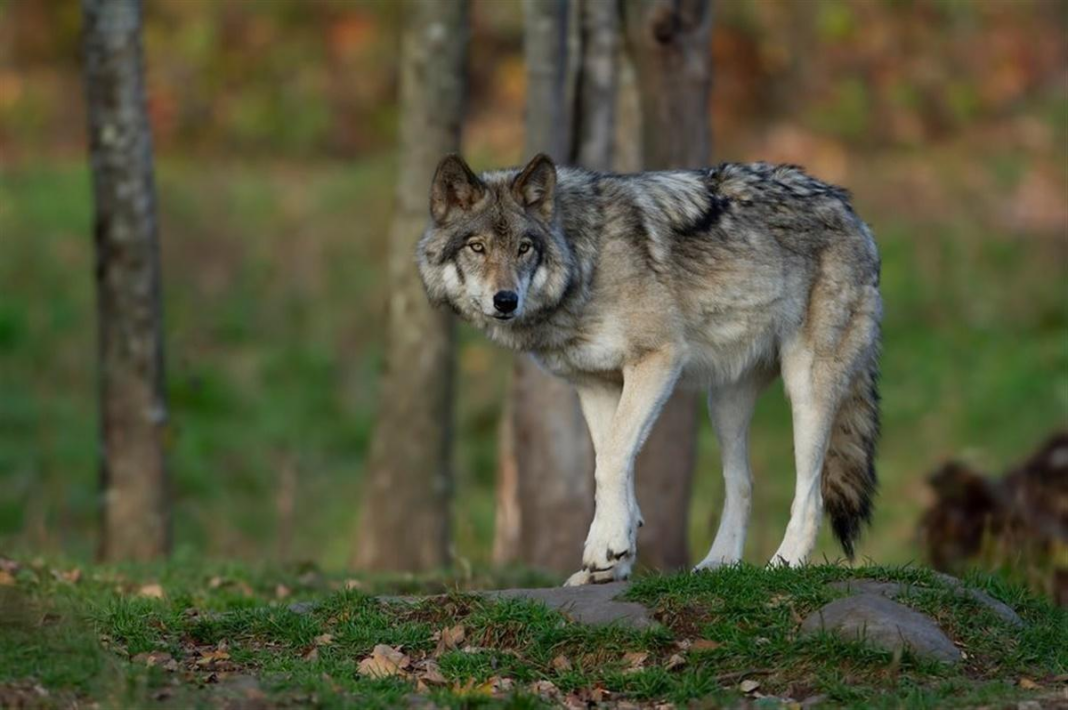 lobo dinamarca