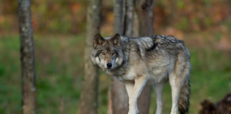 ¿Qué hacer si te cruzás con un lobo en Dinamarca? La insólita advertencia para turistas lobo dinamarca