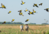 Argentina se sumó a la gran jornada mundial de observación de aves