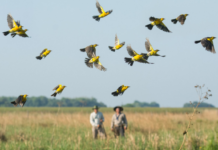 Argentina se sumó a la gran jornada mundial de observación de aves