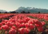 Chubut acompaña una nueva Temporada de Tulipanes en Trevelin con una fuerte llegada de turistas a la Cordillera