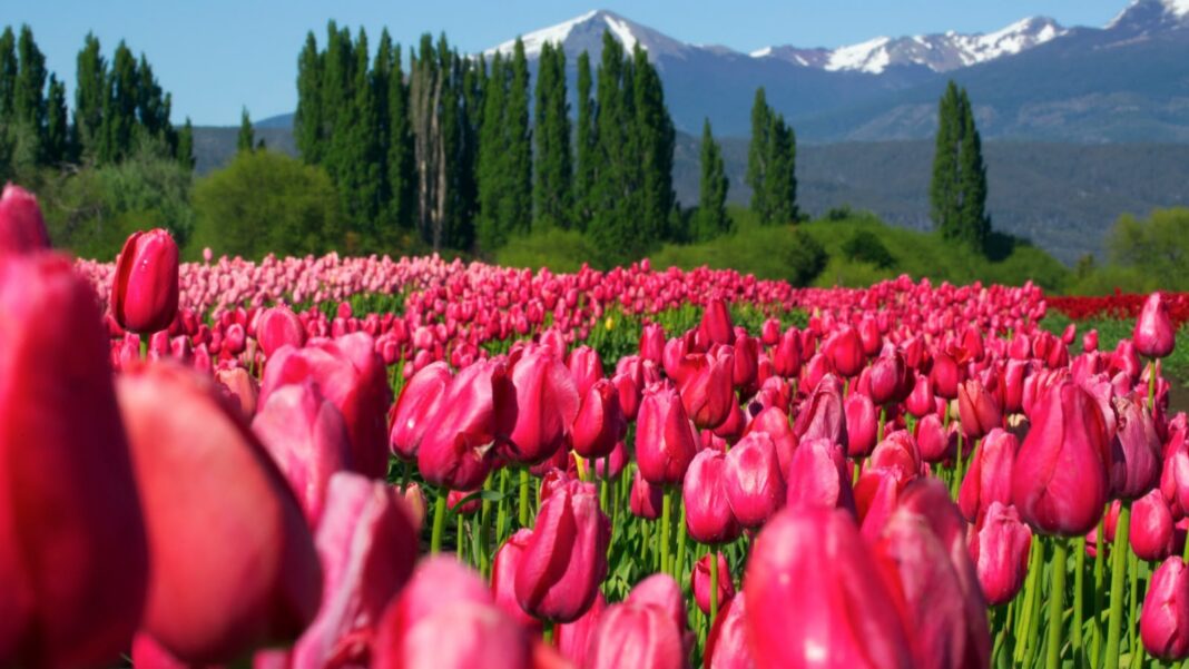 Chubut 9-10-26