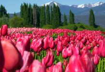 Chubut presenta una variada agenda turística para disfrutar el fin de semana largo