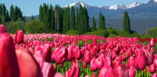 Chubut presenta una variada agenda turística para disfrutar el fin de semana largo
