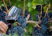 El vino tucumano brilló en EVINOR y cosechó cuatro medallas entre los mejores exponentes del NOA